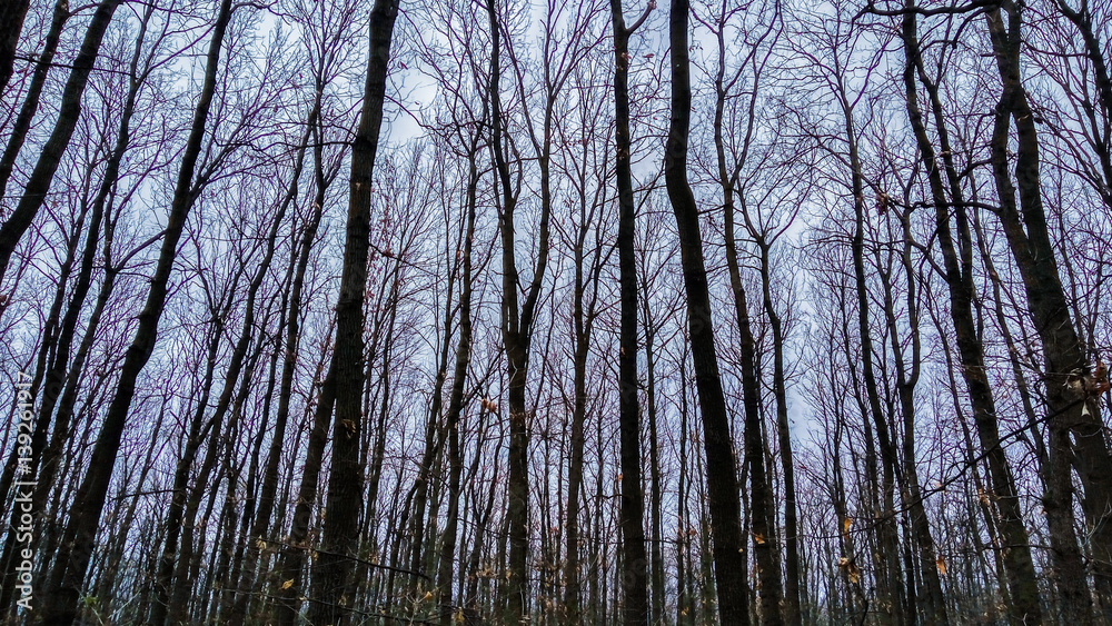 Fototapeta premium Tree Branches