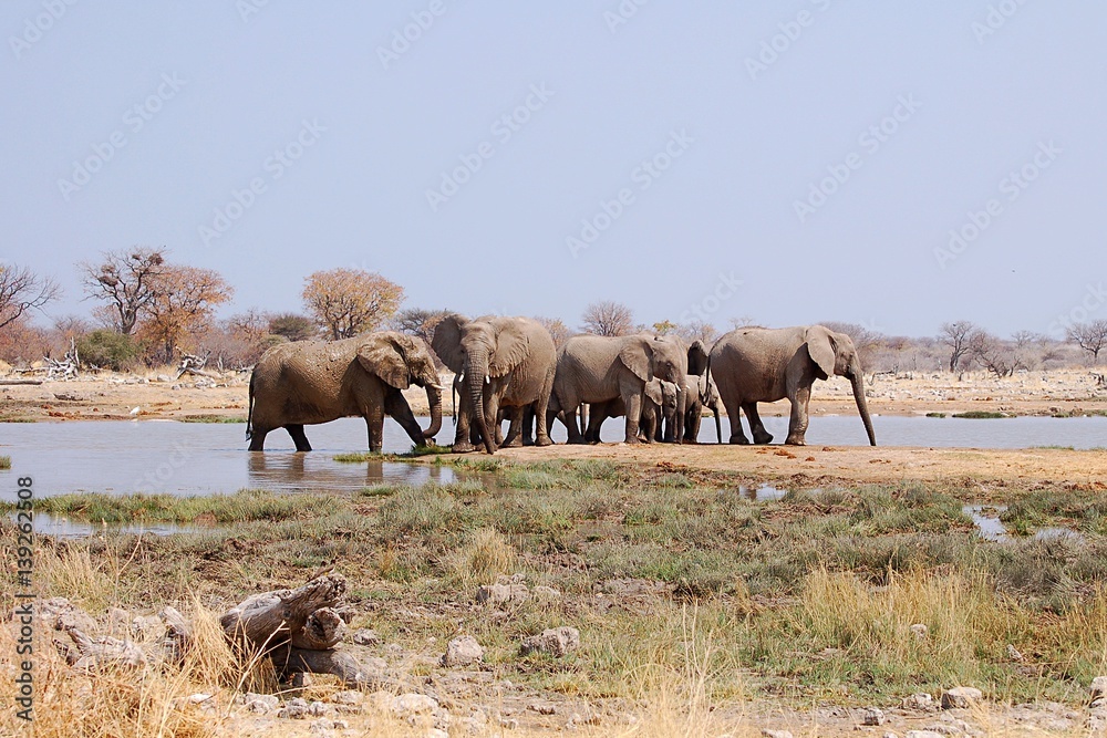 Elephant herd at a waterhole in the Etosha National Park Elephant herd at a waterhole in the Etosha National Park