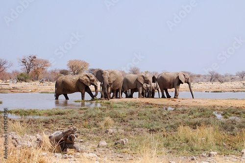 Elephant herd at a waterhole in the Etosha National Park