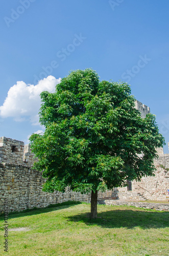 Lonely Green Tree in front of the stone wall