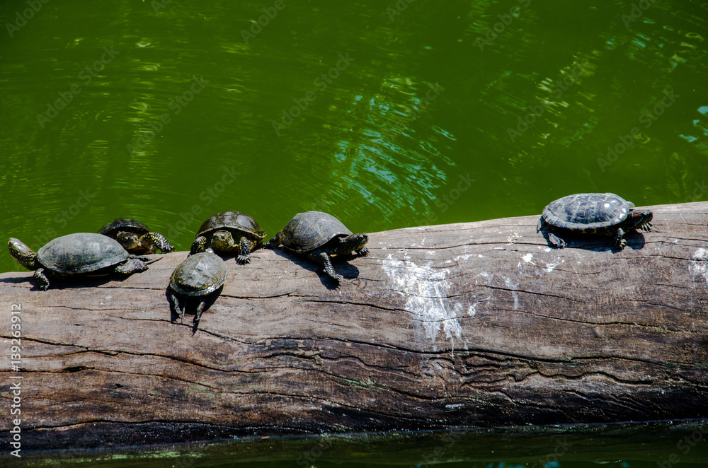 Fototapeta premium Small Turtles taking Sun Bath