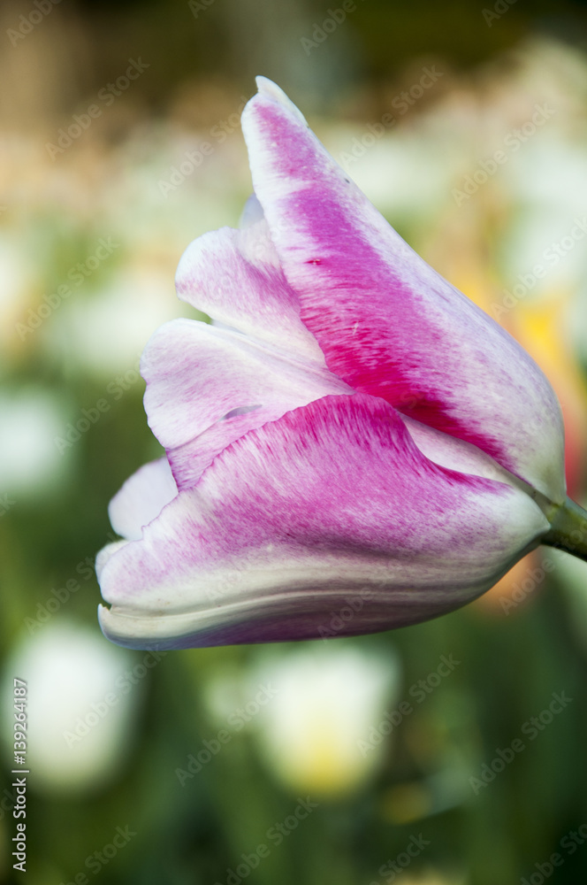 Fototapeta premium Tulip flower and the spring season