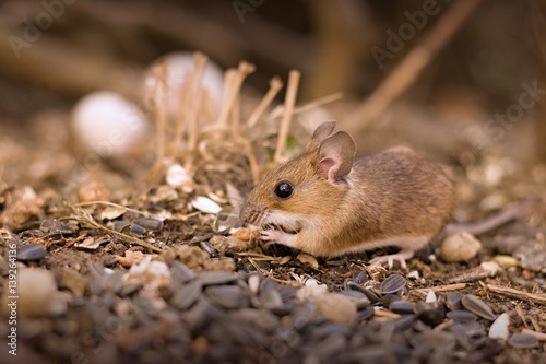 Little mouse (Apodemus flavicollis).in the garden