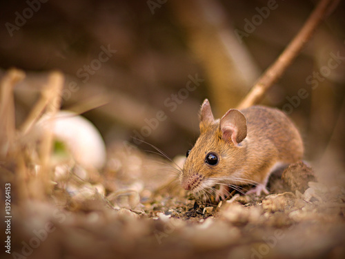 Little mouse (Apodemus flavicollis).in the garden