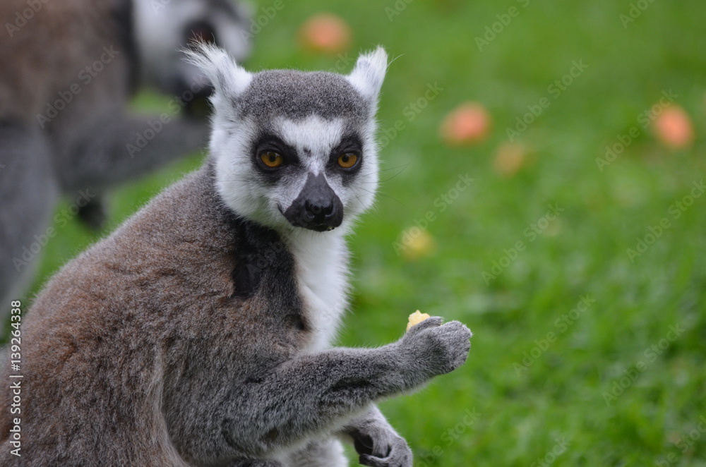 Fototapeta premium Ring-tailed lemur eating apple in a green meadow