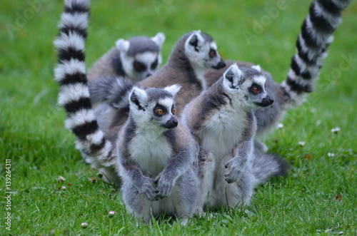Group of ring-tailed lemurs in a green meadow