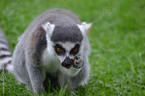 Ring-tailed lemur eating snack in a green meadow
