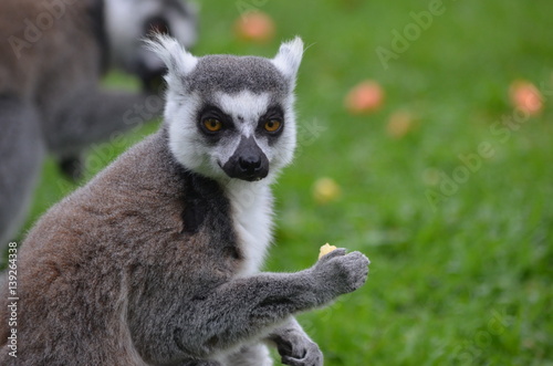 Ring-tailed lemur eating apple in a green meadow