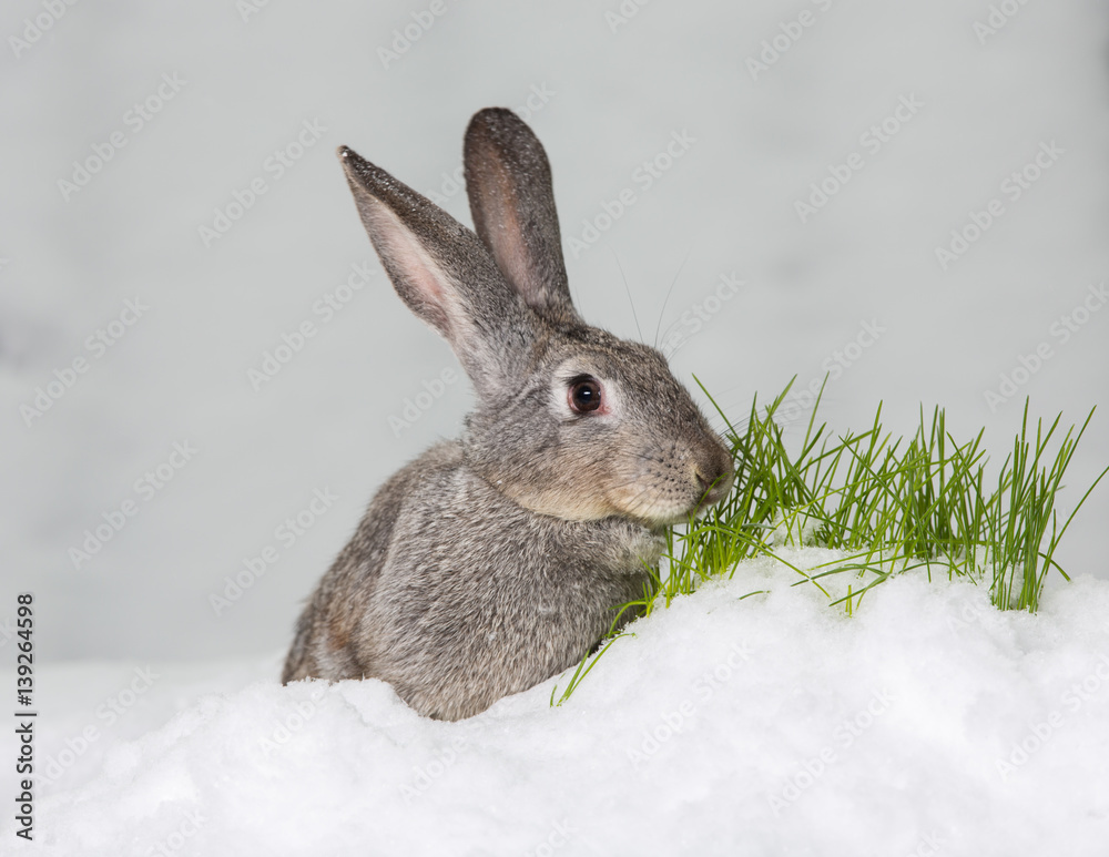 Rabbit in the snow.Hare in winter, snow on the grass Rabbit in the snow.Hare in winter, snow on the grass