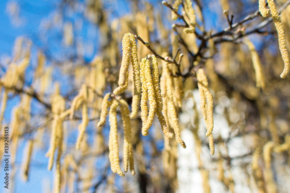 Naklejka premium Hazelnut catkins hanging from the tree