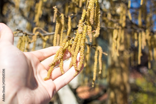 Male hand holding hazelnut catkins photo