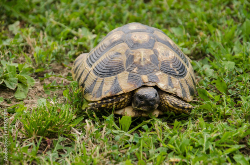 Close Up Turtle in the Green Grass