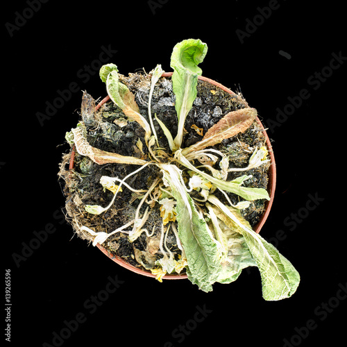 Φωτογραφία Withered primrose