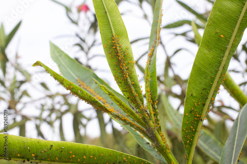 Oleander leaves densely covered with scale insects. Mealy mealybug. photo