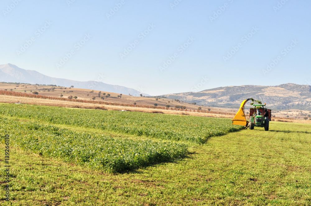 Naklejka premium Yonca
