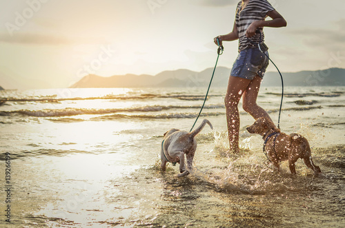 Photography two thai dogs playing on the beach