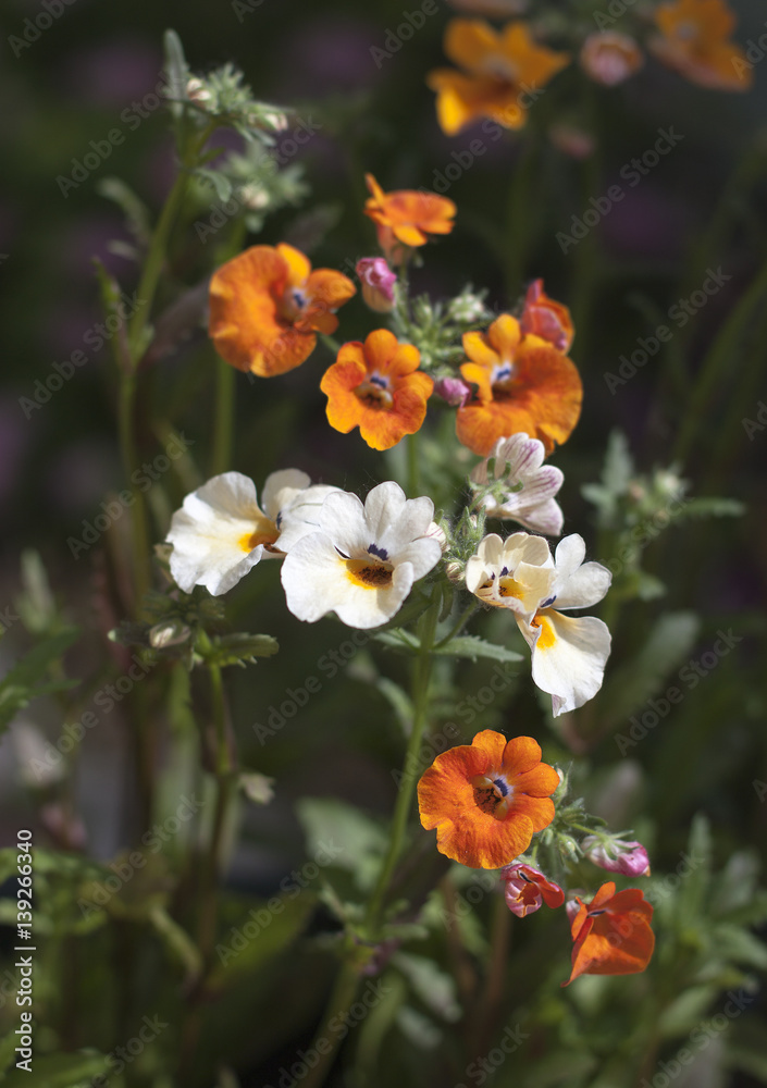 Nemesia  - beautiful garden flowers