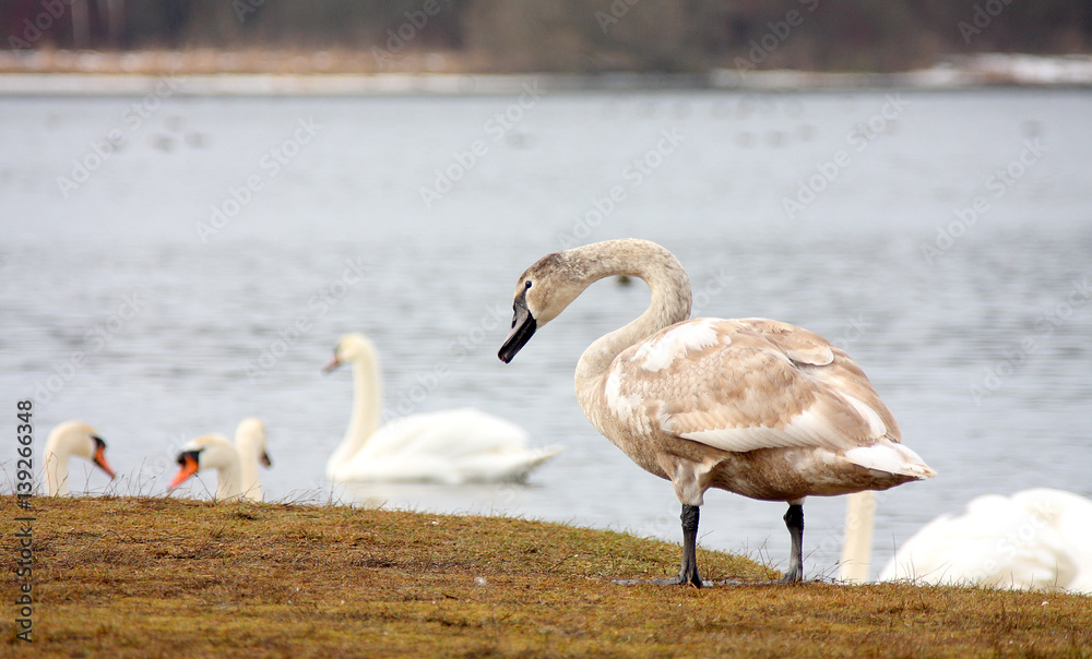 Obraz premium Whooper swan