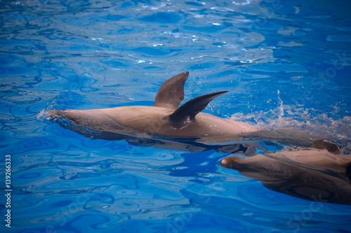 Two dolphins close up. Phuket. © aleksey ipatov