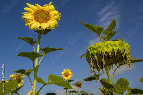 Sun flower field in warm morning light photo