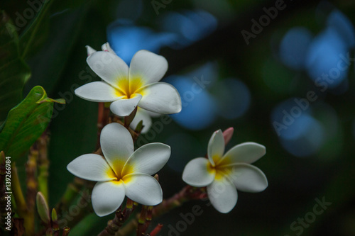 White fangipani flowers blooming on a branch
