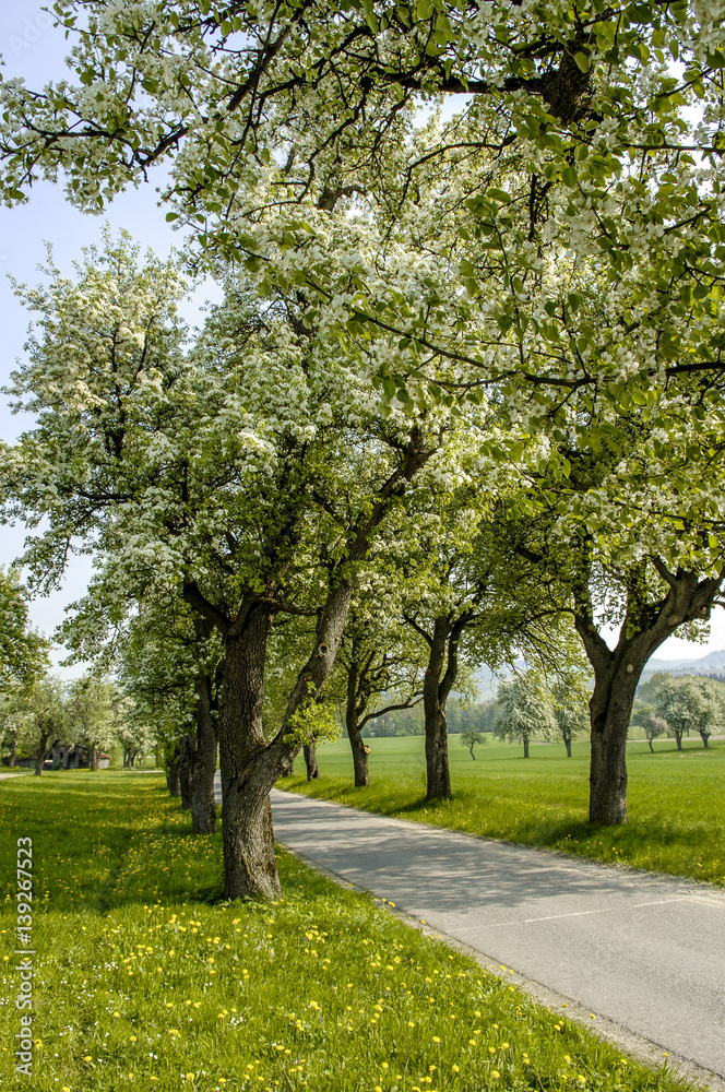 Naklejka premium Road Moststrasse at bloom, Austria, Lower Austria, Mostviertel