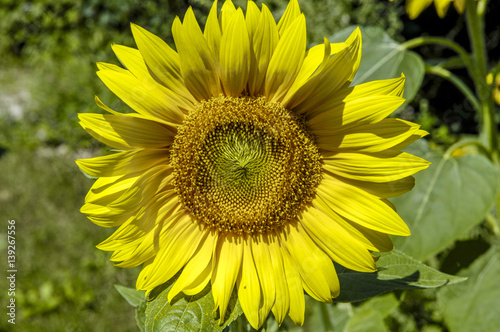 Fotografie Sunflower
