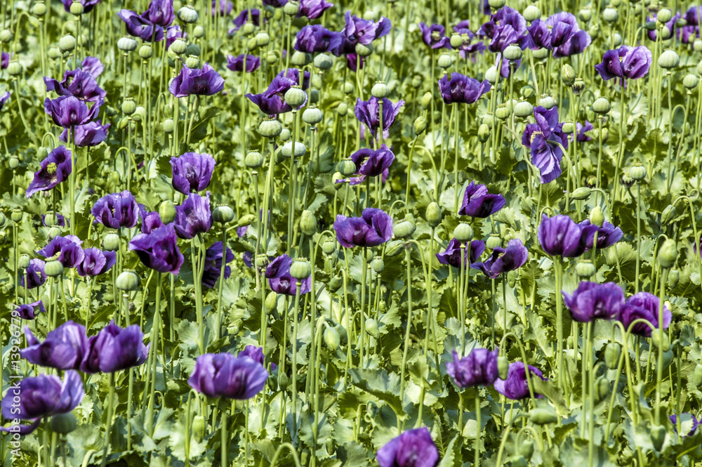Obraz premium Field with violet corn poppy, papaver sp., Austria, Lower Austri