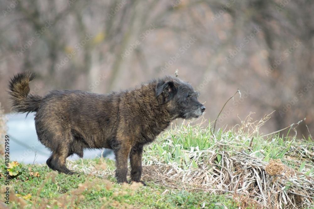 Poodle dog in the foreground, a small black dog Poodle dog in the foreground, a small black dog