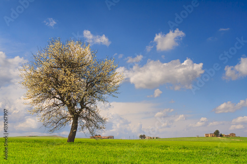 Between Apulia and Basilicata: spring landscape with wheat field.ITALY.Lone tree in bloom over corn field iunripe with clouds sky.  © vololibero