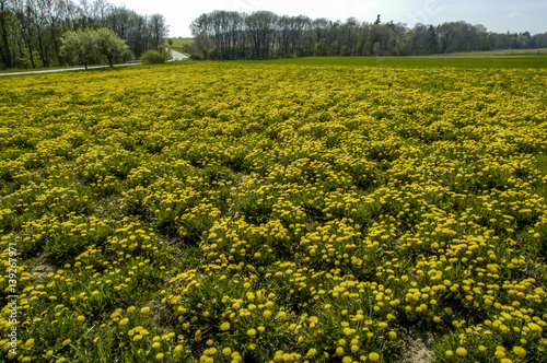 Yellow dandelion pasture  Austria  Lower Austria  Weinviertel  E