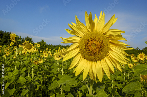 Sun flower field in warm morning light  Ukraine  Western Ukraine