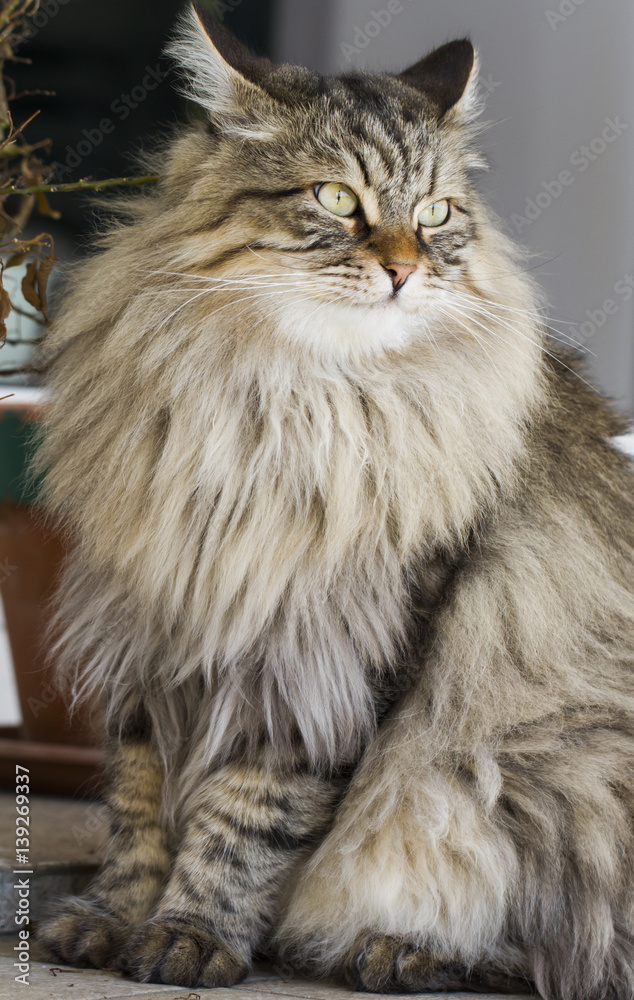 brown cat in the garden, long haired siberian breed