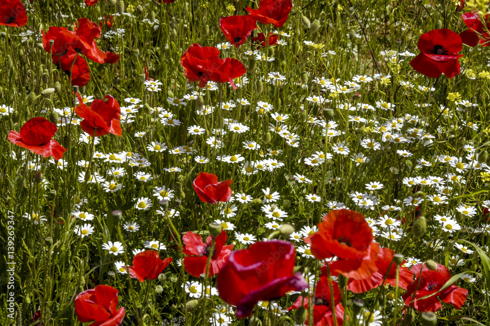 Obraz premium Corn poppy in blossom, Slovenia, Southern Slovenia