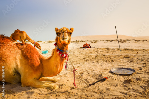 Funny camel lying in the desert looking into the camera