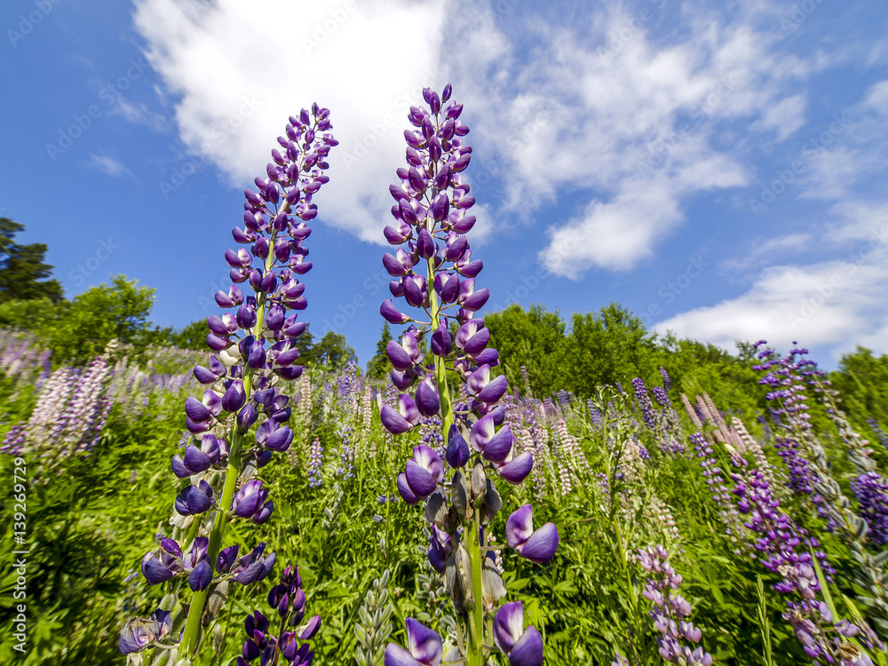 Obraz premium Lupines, Sweden, Soedermanland