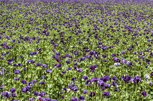 Field with violet corn poppy, papaver sp., Austria, Lower Austri