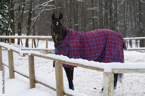 Thoroughbred horse in bridle and blanket standing under snowfall. Walking race horses during the cold season. Trotter brown color is winter in the outer paddock.