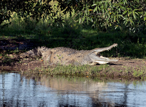 Cayman resting under a tree after dinner in the El Cedral - Los Llanos, Venezuela photo