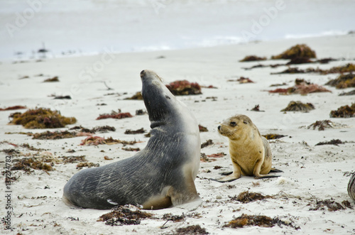 sealion and pup