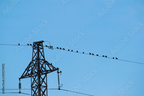 Birds sitting on wire of power line against a blue sky