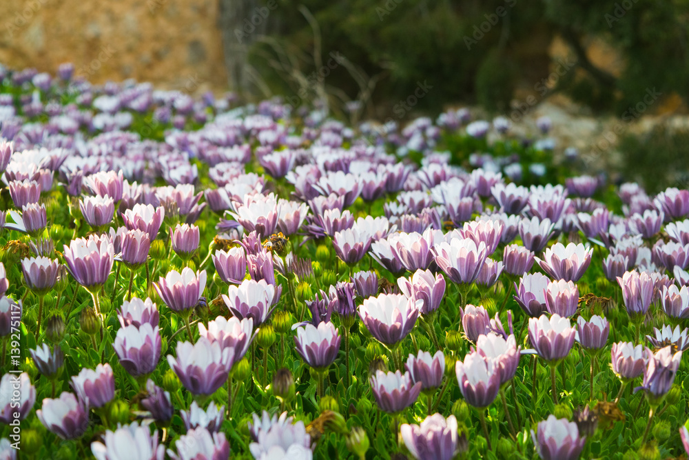 Obraz premium Pink buds field of Chrysanthemum plants, flowers before the sunset