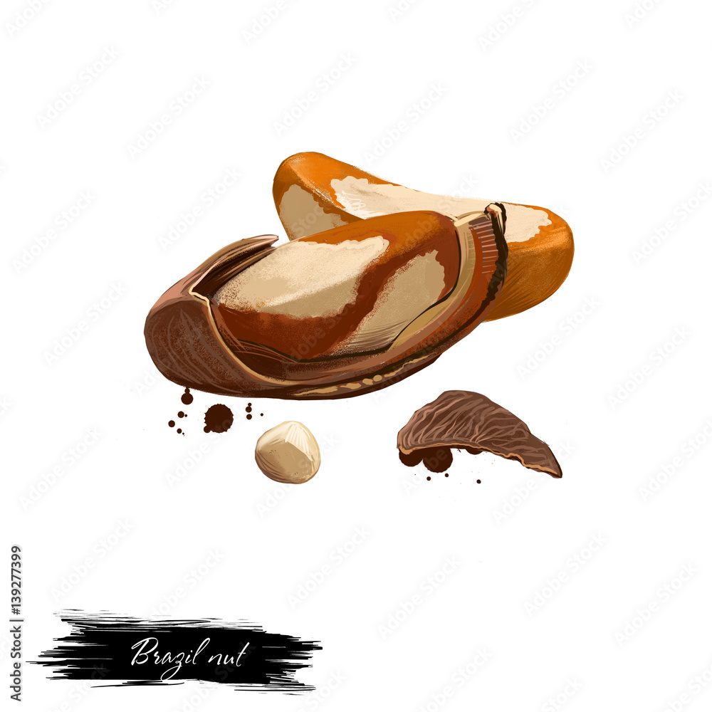Brazil nut isolated on white. Hand drawn illustration of Brazil nuts