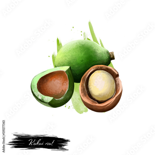 Kukui nut isolated on white. Hand drawn illustration of candleberry, Indian walnut, kemiri, varnish tree, nuez de la India, buah keras, or kukui. Organic healthy food. Digital art with splashes photo