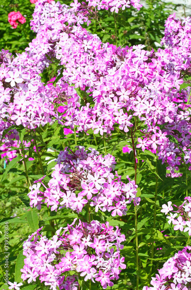 Many Pink phlox flowers in the garden