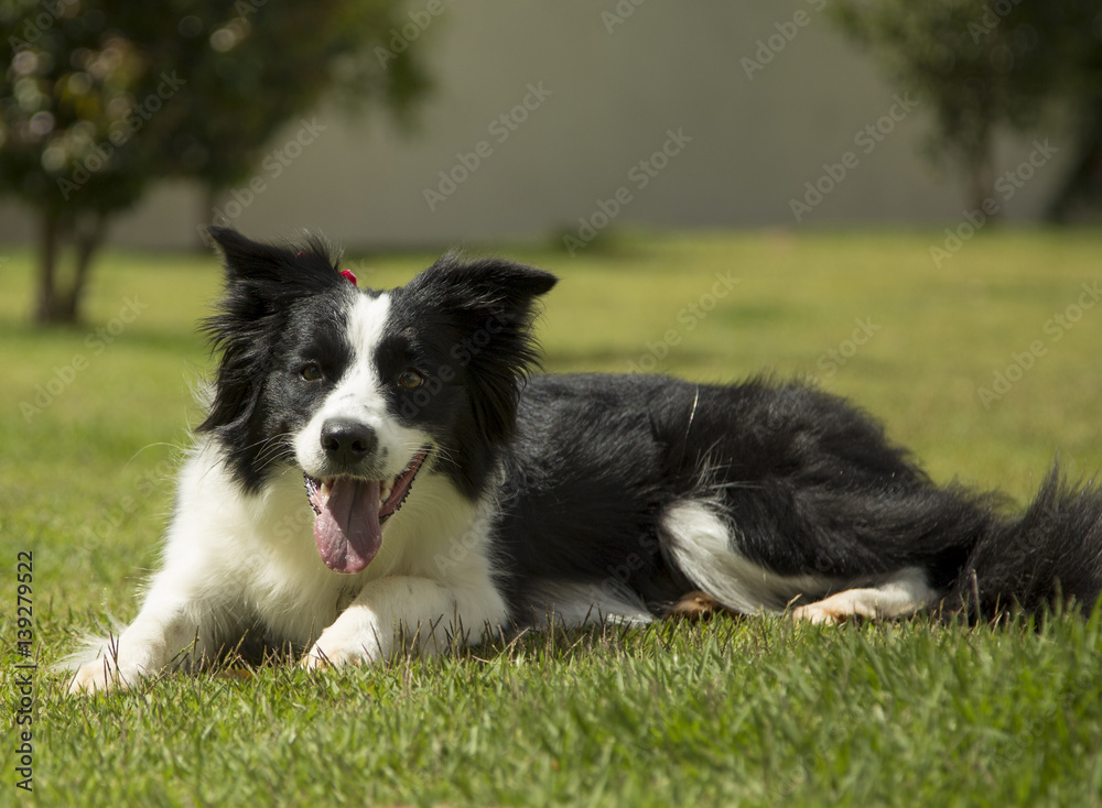 Purebred border collie dog with tongue out outdoors in the nature