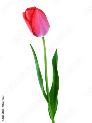 Tulip pink isolated on white background vertical composition