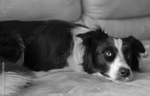 Purebred border collie dog resting on sofa with emotive eyes
