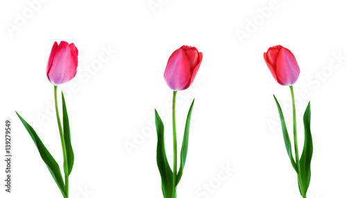 Three pink tulips in a row isolated on white background