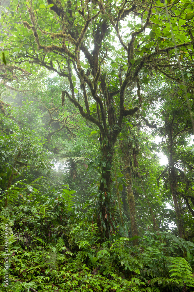 Deep in lush foggy rainforest Deep in lush foggy rainforest